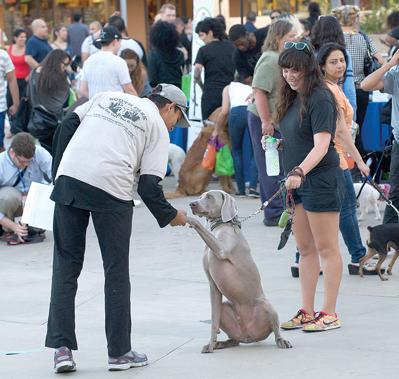 Downtown Pet Week: 30 Shops, Events, Services and More Every Animal Lover Should Know
